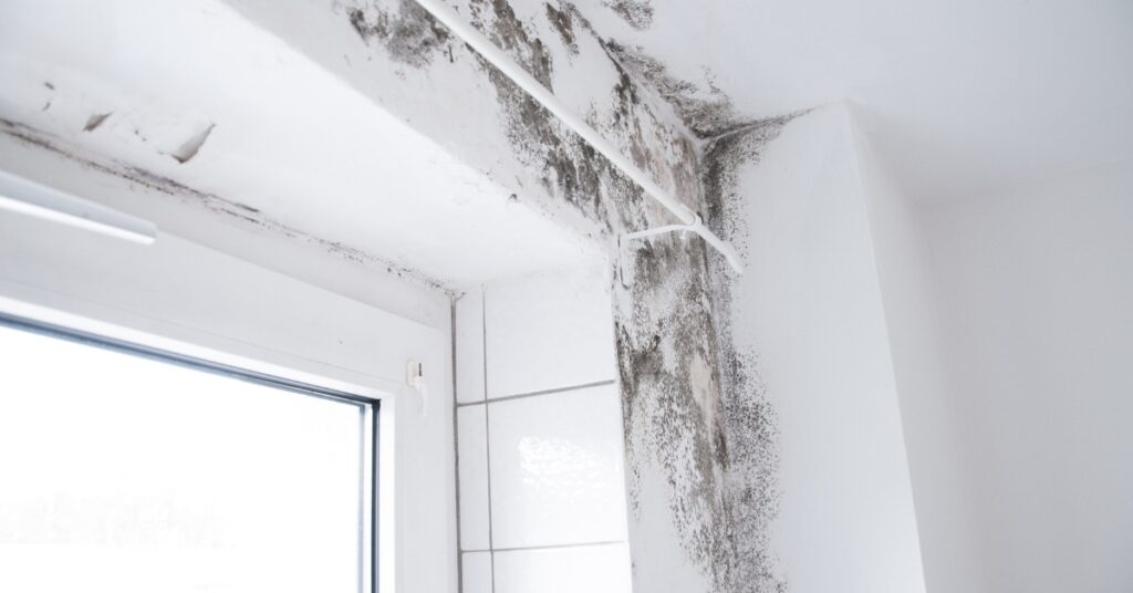 Mold Damage Claim in Miami